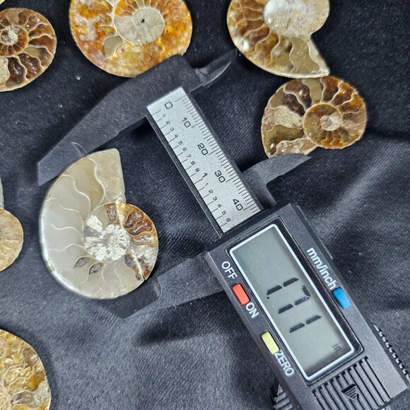 Ammonite Half - Picture 5 of 6